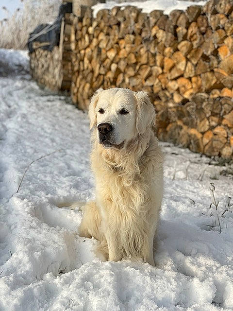 Hélios participe au concours pour gagner de l'argent avec cette photo : canidae, carnivore, companion_dog, dog, dog_breed, freezing, fur, great_pyrenees, gun_dog, livestock_guardian_dog, polish_tatra_sheepdog, retriever, rock, slovak_cuvac, snow, sporting_group, stone_wall, whiskers, wildlife, winter
