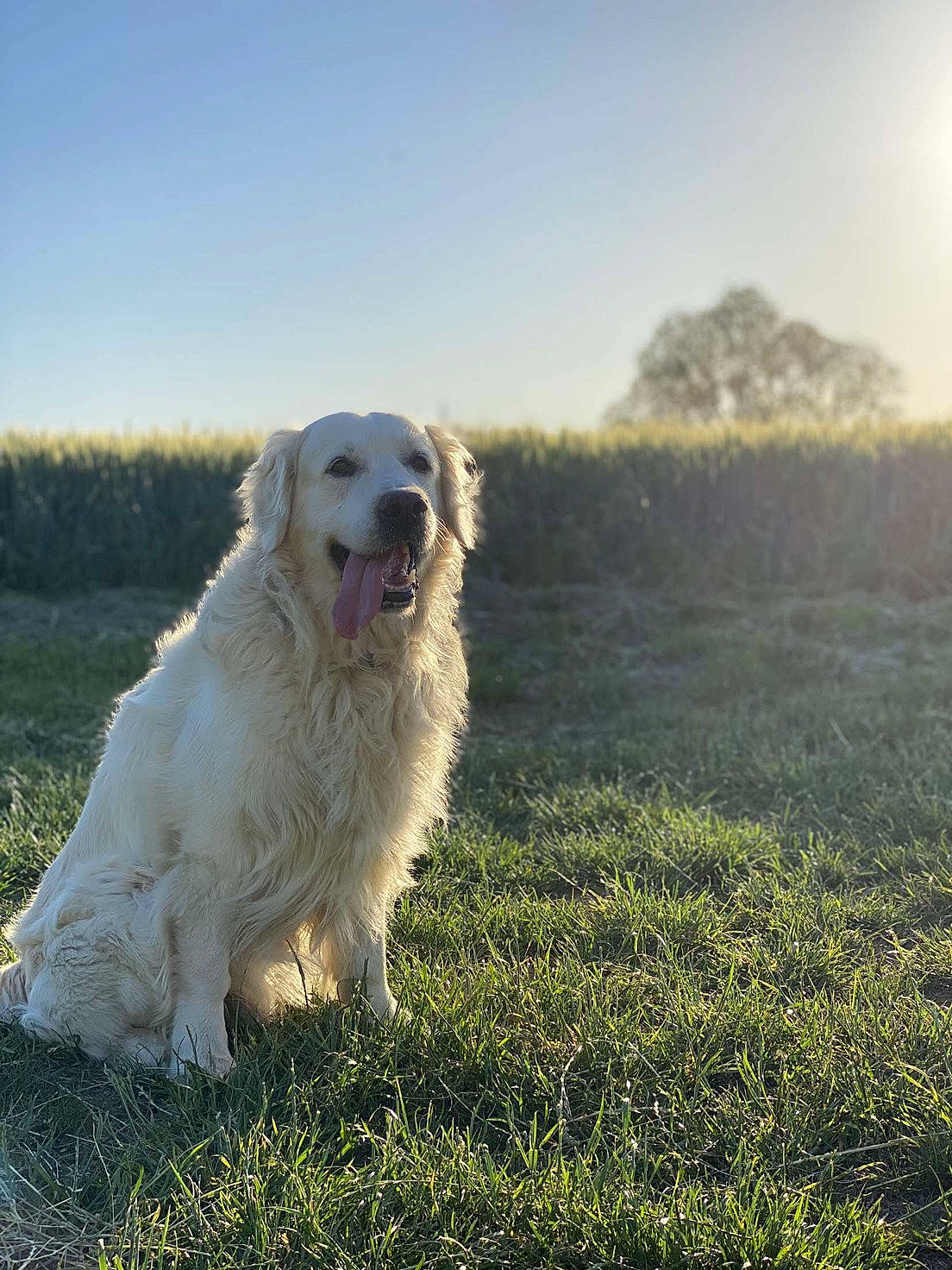 Hélios a rejoint le concours — aidez-le/la à gagner de superbes lots ! canidae, carnivore, companion_dog, dog, dog_breed, grass, grassland, great_pyrenees, gun_dog, happy, horizon, kuvasz, landscape, livestock_guardian_dog, natural_landscape, people_in_nature, polish_tatra_sheepdog, sky, sporting_group, tree