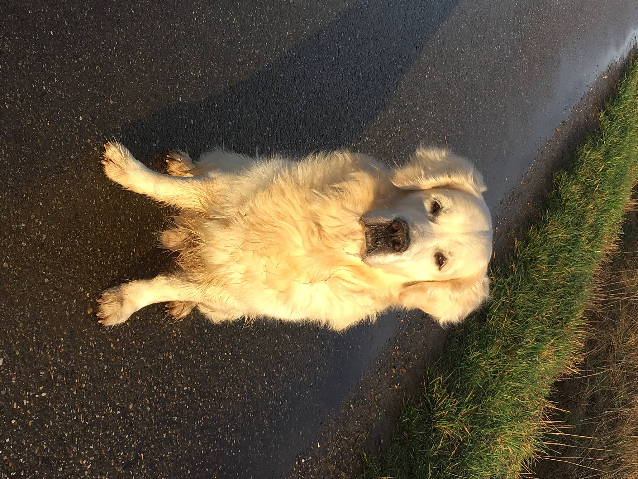 Hélios participe au concours pour gagner de l'argent avec cette photo : asphalt, canidae, carnivore, companion_dog, dog, dog_breed, fawn, felidae, german_spitz, golden_retriever, pomeranian, road_surface, small_to_medium_sized_cats, spitz, sporting_group, sunglasses, tail, terrier, toy_dog, whiskers