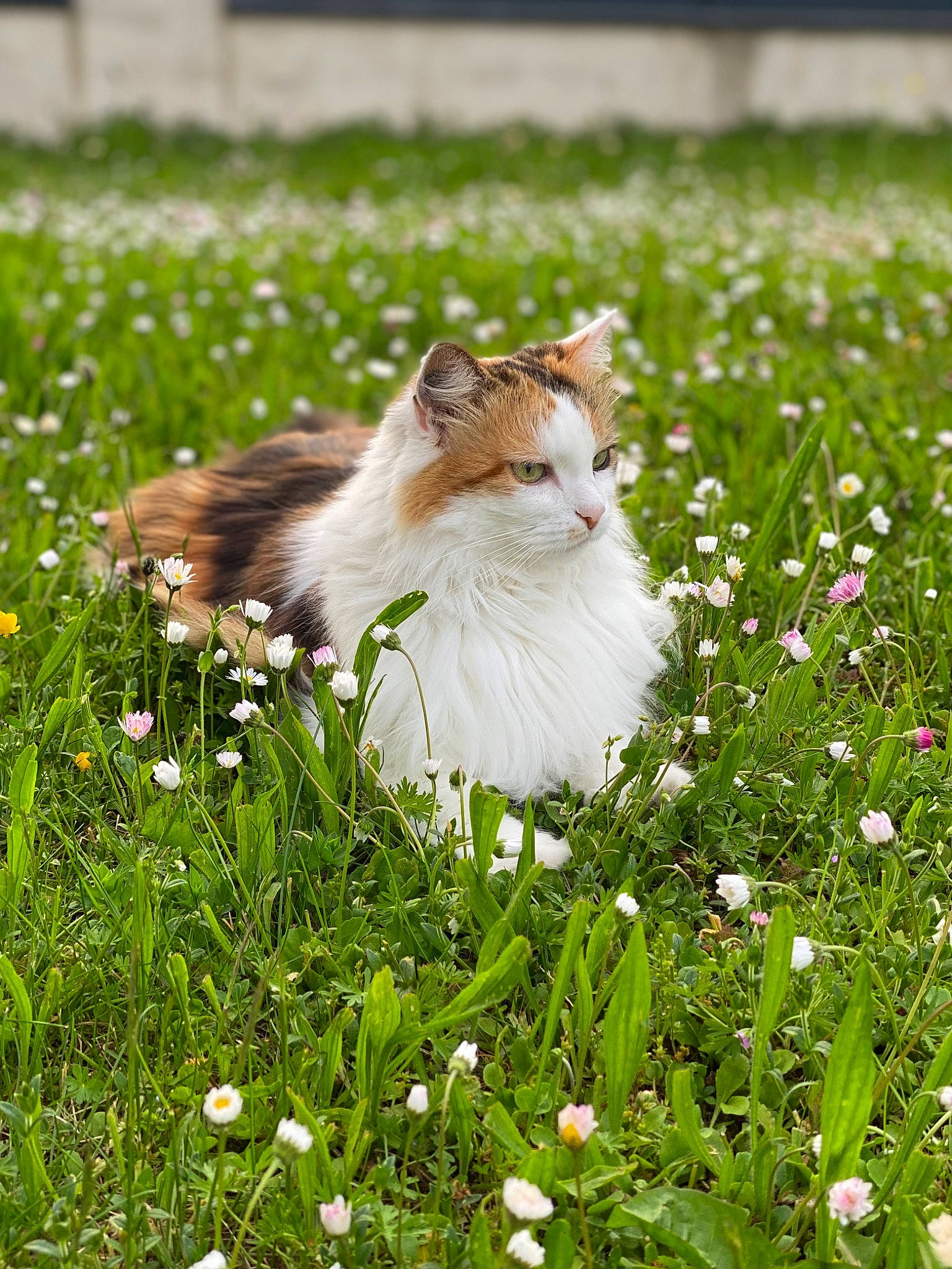 Miel a rejoint le concours — aidez-le/la à gagner de superbes lots ! cat, fawn, felidae, flower, flowering_plant, grass, grass_family, grassland, groundcover, herbaceous_plant, lawn, meadow, natural_landscape, pasture, people_in_nature, petal, plant, small_to_medium_sized_cats, tail, whiskers