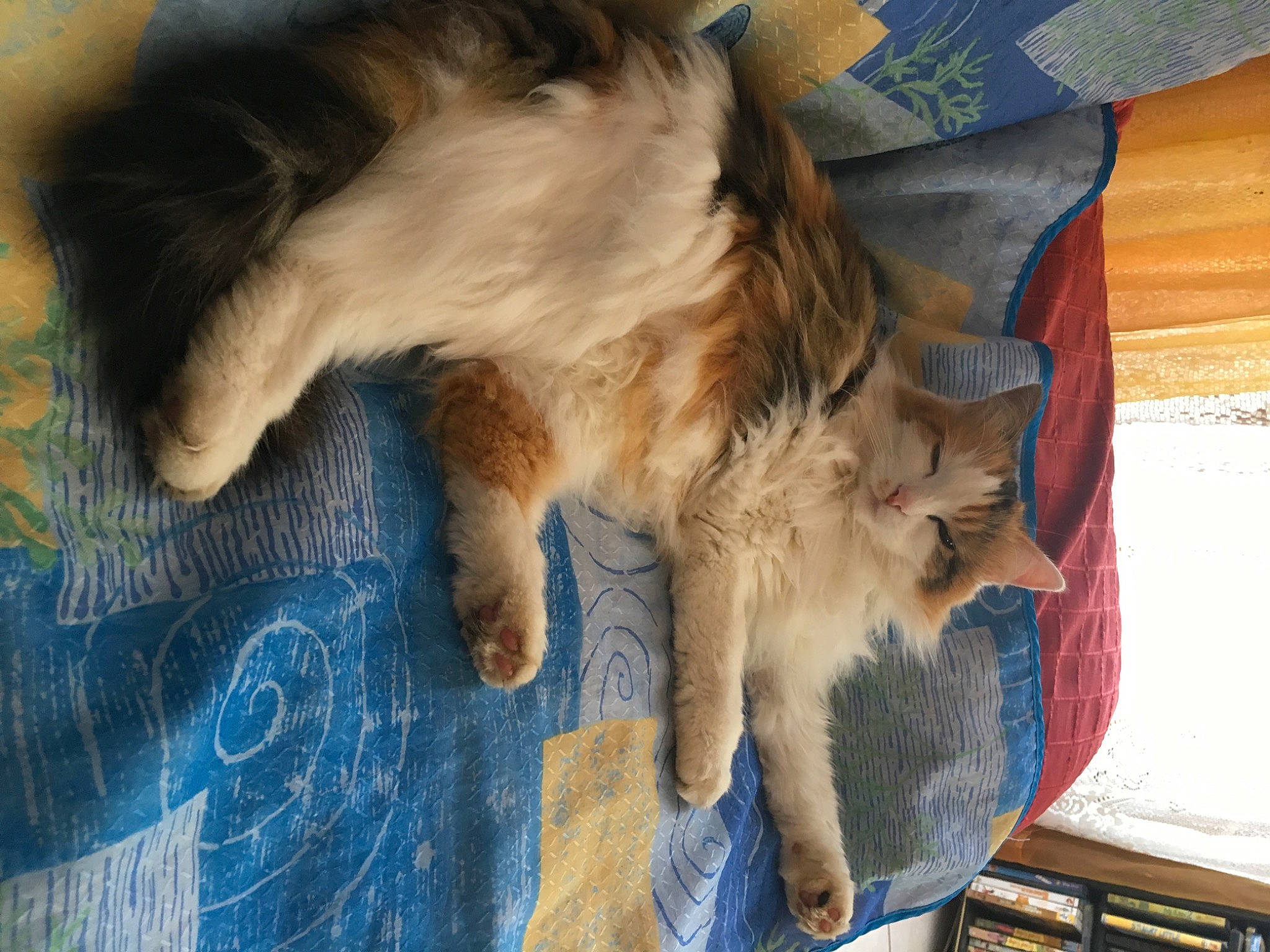 Miel participe au concours pour gagner de l'argent avec cette photo : canidae, carnivore, cat, claw, comfort, companion_dog, dog_breed, fawn, felidae, flooring, foot, fur, nap, paw, small_to_medium_sized_cats, snout, sporting_group, tail, whiskers, wood