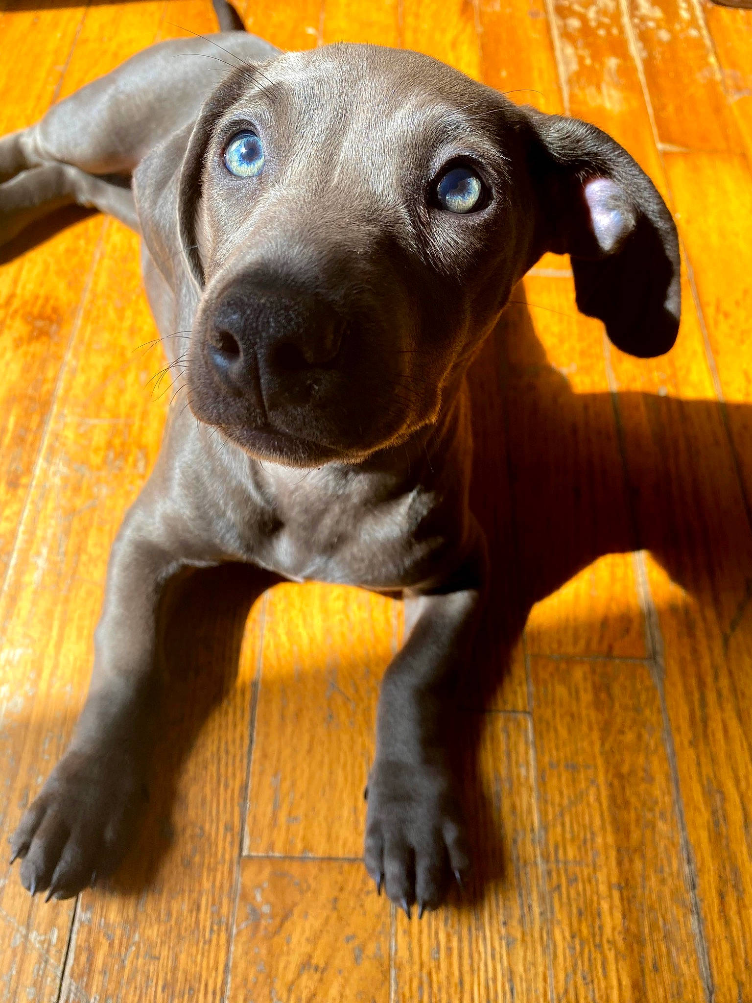 Ember joined the competition — help win amazing prizes! canidae, carnivore, collar, companion_dog, dog, dog_breed, dog_collar, ear, fawn, flooring, hardwood, liver, pet_supply, snout, sporting_group, terrestrial_animal, toy_dog, whiskers, wood, working_animal