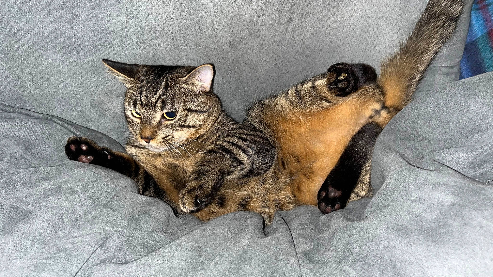 Cashew is registered to the contest to win money with this photo: carnivore, cat, claw, domestic_short_haired_cat, fawn, felidae, foot, fur, mammal, paw, sitting, small_to_medium_sized_cats, tail, terrestrial_animal, vertebrate, whiskers, wildlife