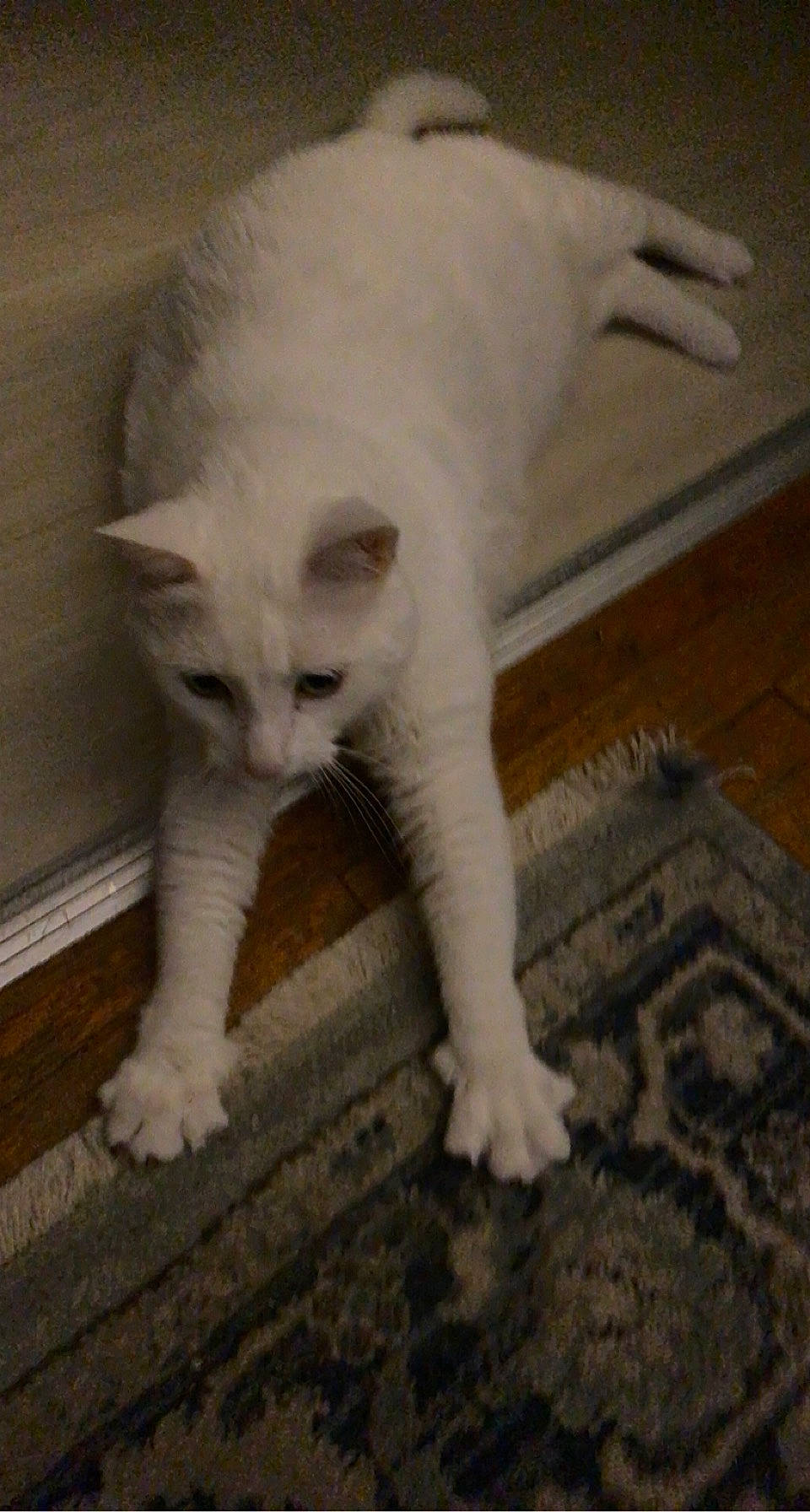 Puss joined the competition — help win amazing prizes! carnivore, cat, claw, comfort, domestic_short_haired_cat, fawn, felidae, flooring, fur, hardwood, paw, small_to_medium_sized_cats, snout, tail, terrestrial_animal, whiskers, wood