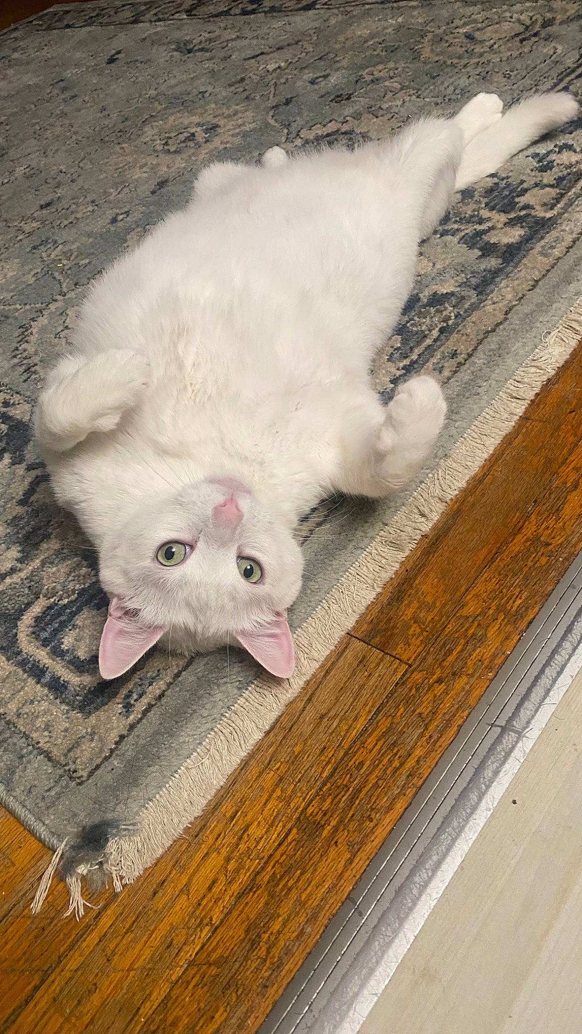 Puss is registered to the contest to win money with this photo: canidae, carnivore, cat, claw, dog_breed, domestic_short_haired_cat, fawn, felidae, flooring, fur, hardwood, paw, plank, small_to_medium_sized_cats, snout, tail, varnish, whiskers, wood, wood_stain