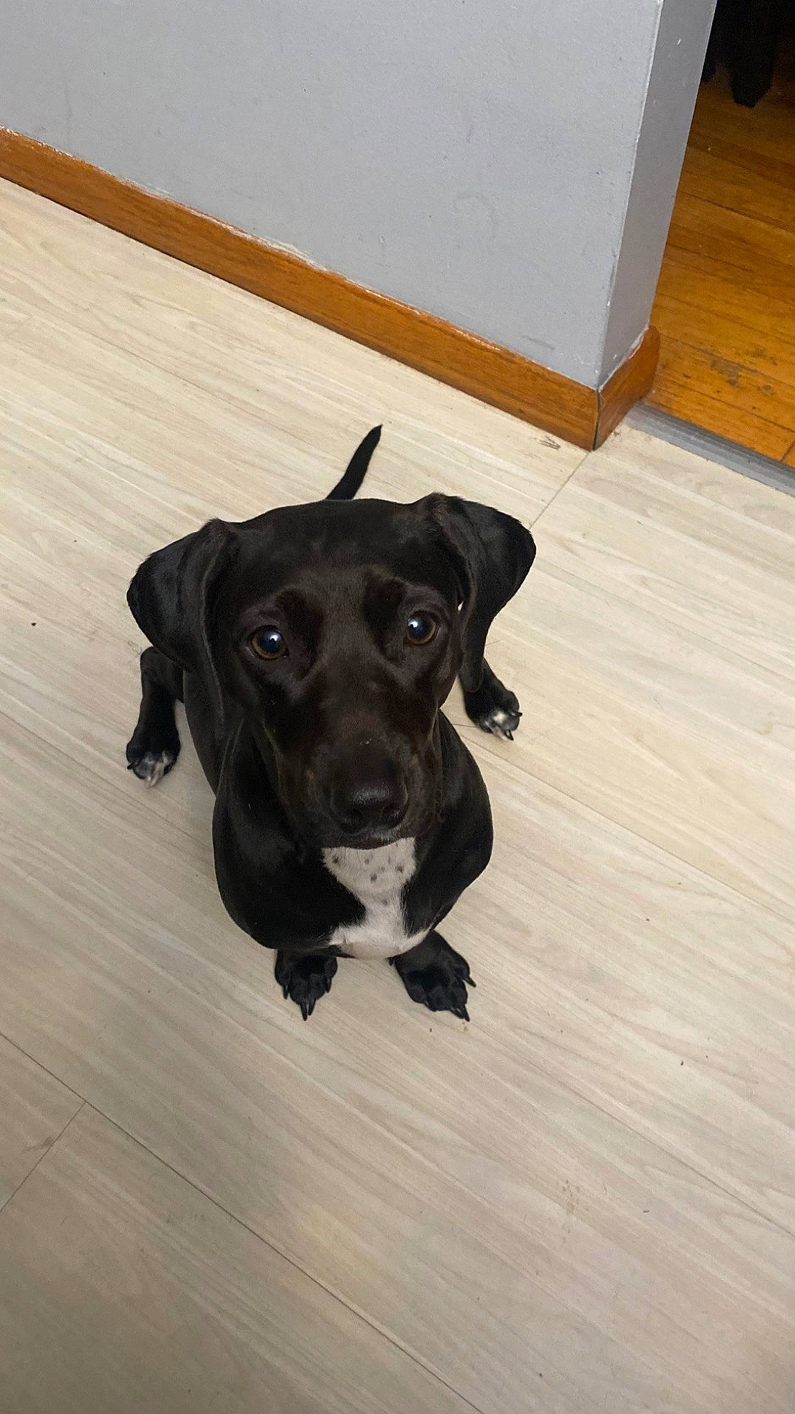 Oreo is registered to the contest to win money with this photo: borador, carnivore, companion_dog, dog, dog_breed, fawn, floor, flooring, hardwood, laminate_flooring, liver, pet_supply, plank, sporting_group, tail, varnish, wood, wood_flooring, wood_stain, working_animal