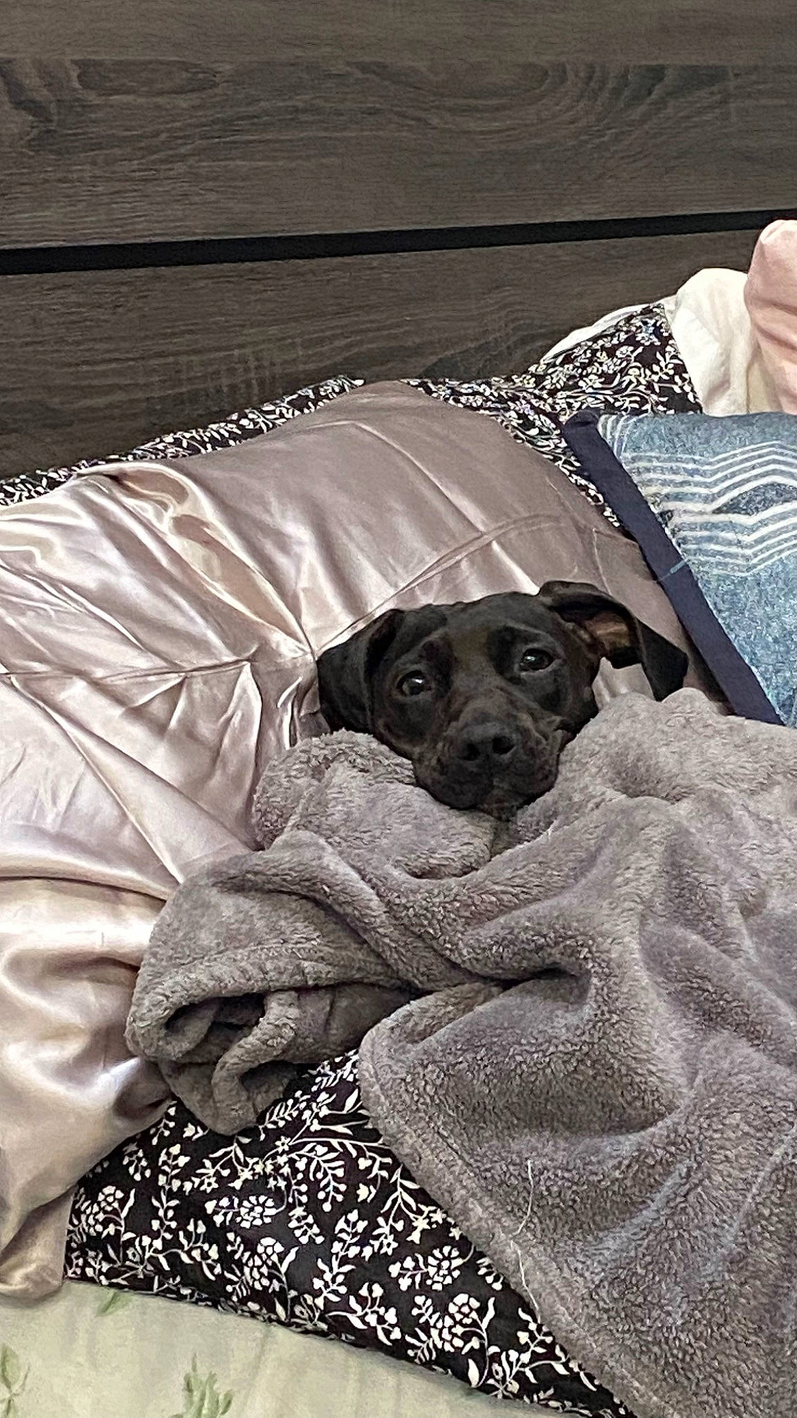 Oreo is registered to the contest to win money with this photo: bedding, canidae, carnivore, comfort, companion_dog, dog, dog_breed, fur, grey, linens, monochrome, monochrome_photography, nap, pattern, room, snout, sporting_group, textile, toy_dog, working_animal