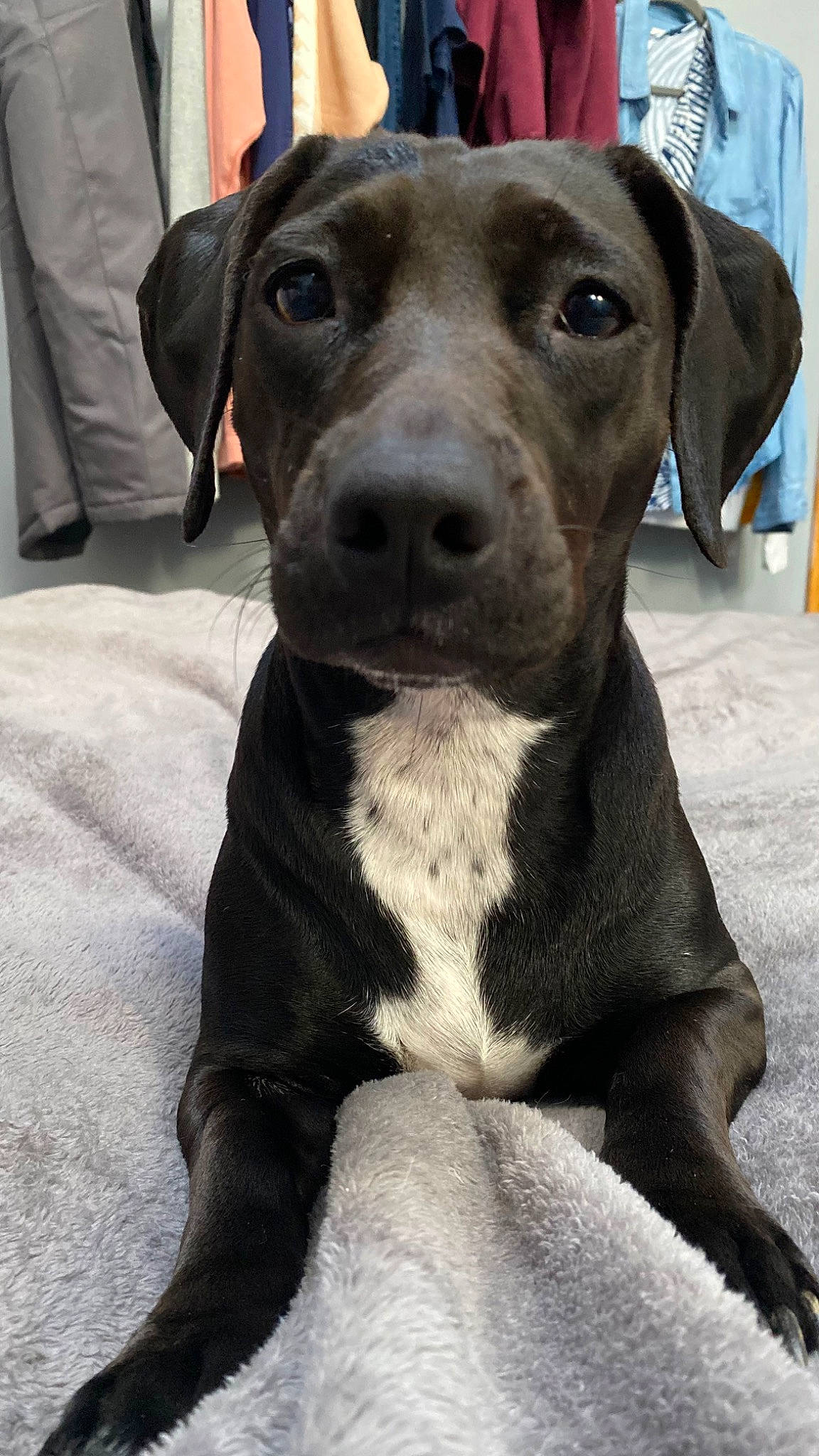 Oreo is registered to the contest to win money with this photo: borador, canidae, carnivore, collar, companion_dog, dog, dog_breed, dog_collar, eye, fawn, fur, hunting_dog, non_sporting_group, pet_supply, snout, sporting_group, terrestrial_animal, whiskers, working_animal