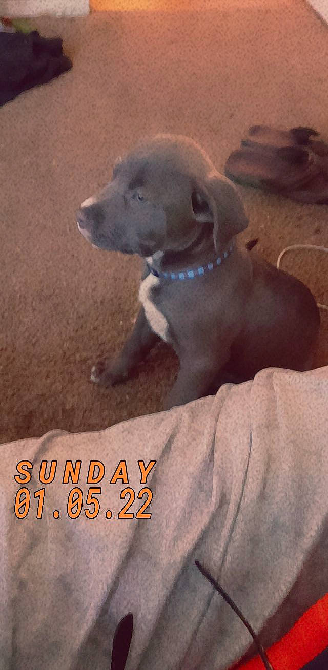 Evie joined the competition — help win amazing prizes! canidae, carnivore, companion_dog, dog, dog_breed, dog_collar, fawn, gun_dog, hunting_dog, liver, photo_caption, puppy, snout, sporting_group, tail, working_animal