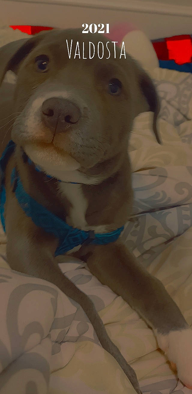 Evie is registered to the contest to win money with this photo: canidae, carnivore, collar, companion_dog, dog, dog_breed, dog_collar, dog_supply, electric_blue, fawn, fur, happy, pet_supply, retriever, smile, snout, sporting_group, terrestrial_animal, whiskers, working_animal