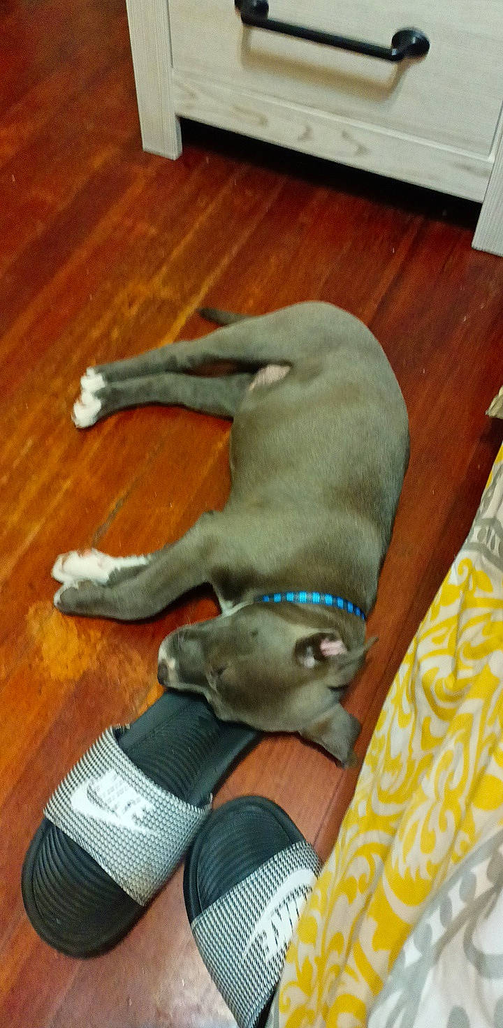 Evie joined the competition — help win amazing prizes! carnivore, comfort, companion_dog, dog, dog_breed, dog_supply, fawn, flooring, hardwood, laminate_flooring, mammal, pet_supply, plank, snout, tail, varnish, wood, wood_flooring, wood_stain, working_animal