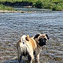 dog, pug, water, river, outdoor, animal, pet, nature, grass, rocks, shallow_water, scenic, landscape, sunny, daytime, canine, mammal, fur, tail, looking_back