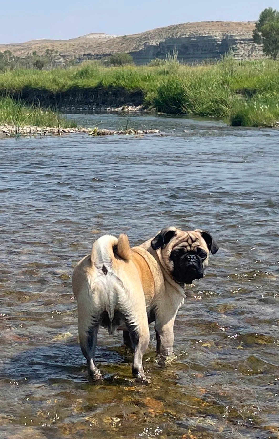Pickles is registered to the contest to win money with this photo: dog, pug, water, river, outdoor, animal, pet, nature, grass, rocks, shallow_water, scenic, landscape, sunny, daytime, canine, mammal, fur, tail, looking_back