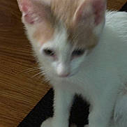 George is registered to the contest to win money with this photo: animal, blurred, cat, closeup, cute, domestic_cat, ears, feline, floor, fur, indoor, kitten, orange_and_white_fur, paws, pet, small, tail, whiskers, wooden_floor, young_cat