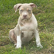 Ace is registered to the contest to win money with this photo: puppy, dog, pit_bull, sitting, grass, outdoors, portrait, short_hair, white_fur, brown_patches, floppy_ears, blue_eyes, paws, canine, pet, animal, ground, natural_light, front_view, cute