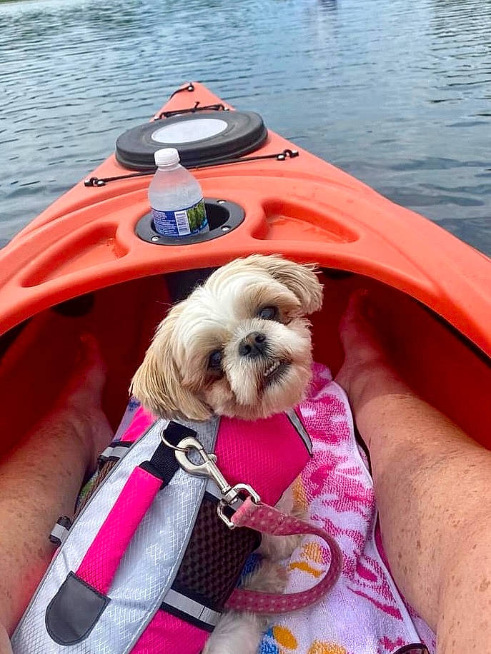 Annie is registered to the contest to win money with this photo: boat, boats_and_boating_equipment_and_supplies, carnivore, collar, companion_dog, dog, dog_breed, dog_supply, eyewear, lake, leisure, pet_supply, recreation, sporting_group, toy_dog, vehicle, watch, water, watercraft, working_animal