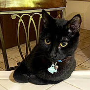 Spooky joined the competition — help win amazing prizes! cat, black_cat, indoor, tiled_floor, metal_chair, collar, tag, bell, pet, animal, feline, looking_at_camera, yellow_eyes, close_up, cute, resting, curious, domestic_cat, fur, whiskers