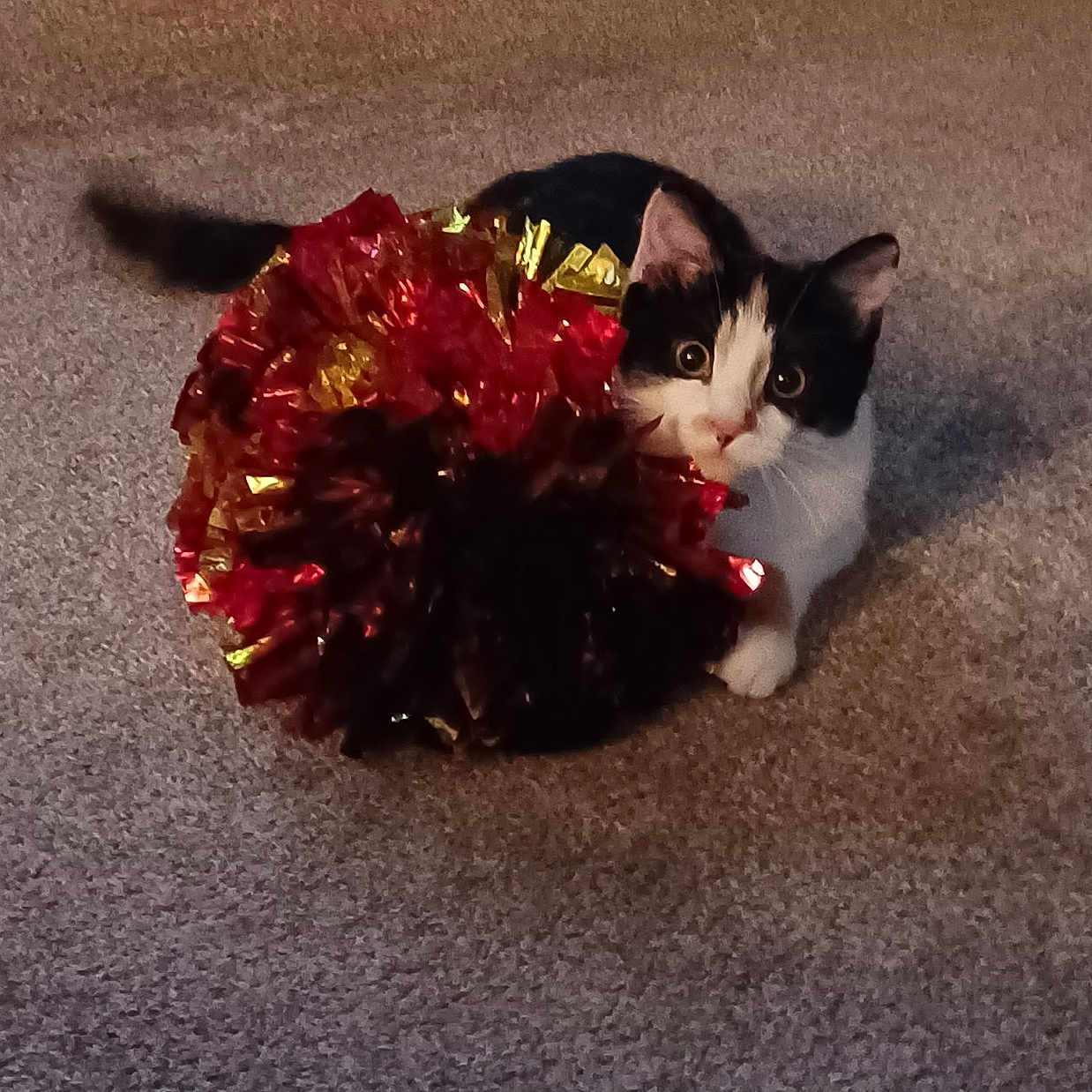 Sophia joined the competition — help win amazing prizes! cat, kitten, black_and_white, pet, animal, feline, fluffy, wide_eyed, sitting, hiding, toy, pom_pom, tinsel, red, gold, carpet, indoors, cute, playful, portrait