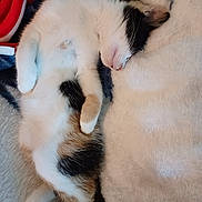 Sophia joined the competition — help win amazing prizes! kitten, cat, sleeping, black_and_white, white_fur, black_fur, pink_nose, paws, whiskers, fluffy, cute, relaxed, cozy, blanket, bedding, indoors, portrait, close_up, resting, nap