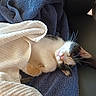 Sophia joined the competition — help win amazing prizes! cat, kitten, sleeping, relaxed, black_and_white, calico, whiskers, pink_nose, closed_eyes, fur, paws, towel, blanket, blue, cozy, indoor, chair, sunlight, portrait, cute