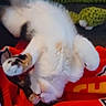cat, calico_cat, white_fur, fluffy, sleeping, lounging, upside_down, paws, whiskers, pink_nose, pet, indoors, blanket, red_blanket, plush_toy, green_toy, cozy, relaxed, close_up, playful
