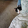 Sophia is registered to the contest to win money with this photo: cat, kitten, black_and_white, animal, pet, face, eyes, whiskers, ears, peeking, blanket, quilt, carpet, indoors, home, bedroom, furniture, toy, cute, curious