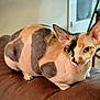cat, hairless_cat, sphinx_cat, indoor, pet, animal, feline, close_up, brown_leather, sofa, alert, unique_pattern, multicolored, ears, eyes, resting, cozy, domestic, portrait, cute
