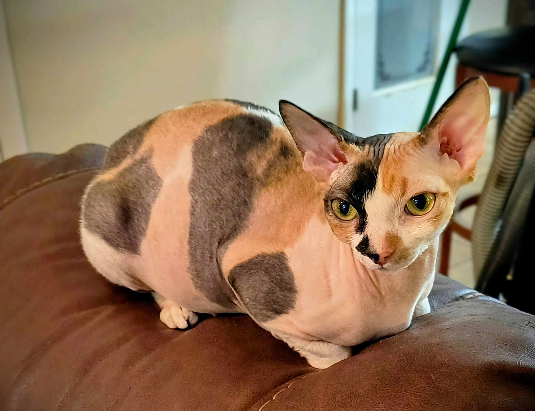 Calypso joined the competition — help win amazing prizes! cat, hairless_cat, sphinx_cat, indoor, pet, animal, feline, close_up, brown_leather, sofa, alert, unique_pattern, multicolored, ears, eyes, resting, cozy, domestic, portrait, cute