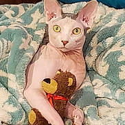 Ace joined the competition — help win amazing prizes! sphynx_cat, hairless_cat, cat, yellow_eyes, plush_toy, teddy_bear, blanket, cozy, pet, animal, indoor, relaxed, cute, soft_texture, patterned_blanket, feline, clutching, comfort, resting, domestic_animal