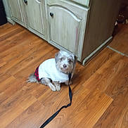 Miss Mischief is registered to the contest to win money with this photo: animal, brown, cabinet, calm, companion, cozy, cute, dog, domestic, flooring, furniture, household, indoor, leash, pet, plaid, small_dog, sweater, white, wooden_floor