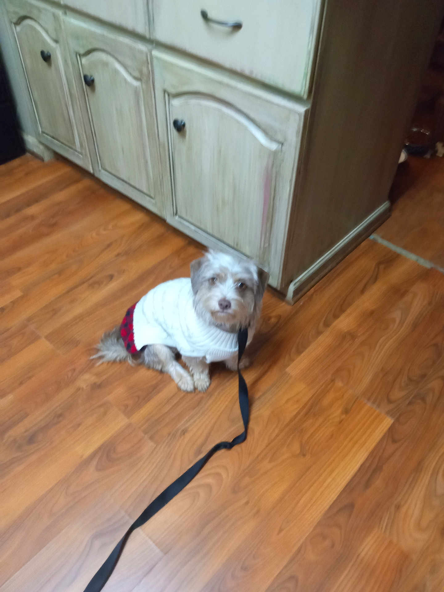 Miss Mischief is registered to the contest to win money with this photo: animal, brown, cabinet, calm, companion, cozy, cute, dog, domestic, flooring, furniture, household, indoor, leash, pet, plaid, small_dog, sweater, white, wooden_floor