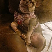 Chloe is registered to the contest to win money with this photo: animal, brown, comfortable, companion, couch, cute, dog, domestic, ears_up, french_bulldog, furry, harness, indoor, leather, pet, portrait, relaxed, resting, small_dog, white_towel
