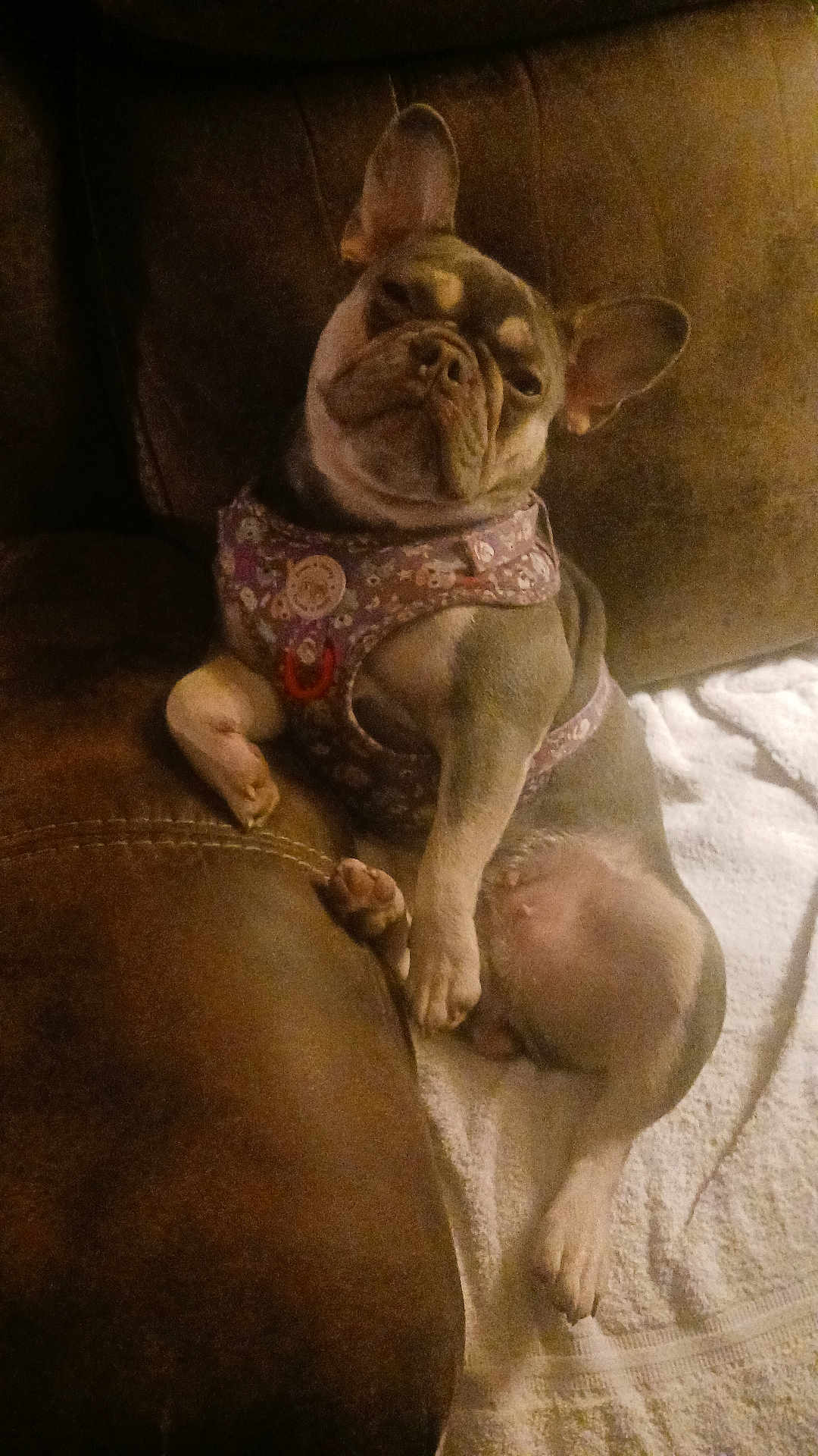 Chloe