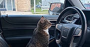 Mowgli joined the competition — help win amazing prizes! animal, building, car_interior, cat, curious, daylight, domestic_cat, driver_seat, house, indoor, leather, pet, rain_drops, seat, side_mirror, sitting, steering_wheel, tabby_cat, vehicle, window
