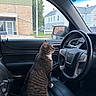 cat, tabby_cat, car_interior, steering_wheel, driver_seat, window, rain_drops, side_mirror, building, seat, leather, vehicle, pet, animal, indoor, daylight, curious, sitting, domestic_cat, house
