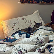 Mowgli joined the competition — help win amazing prizes! cat, tabby_cat, quilt, floral_pattern, pillow, bed, sleeping, indoor, cozy, blanket, home, wall, lamp_light, textile, pattern, resting, furniture, comfort, domestic, relaxation