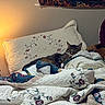 cat, tabby_cat, quilt, floral_pattern, pillow, bed, sleeping, indoor, cozy, blanket, home, wall, lamp_light, textile, pattern, resting, furniture, comfort, domestic, relaxation