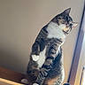 cat, tabby, white_paws, curious, indoor, window, wooden_ledge, pet, feline, animal, cute, looking_up, house, domestic_cat, whiskers, ears, tail, sitting, light, shadow