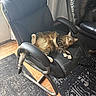 cat, tabby_cat, leather_chair, indoor, floor, rug, furniture, pet, animal, relaxed, resting, curious, paw, tail, black_leather, wooden_floor, home, cozy, comfortable, looking