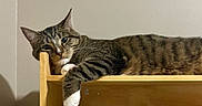 Mowgli joined the competition — help win amazing prizes! cat, tabby, white_paws, wooden_shelf, relaxed, resting, indoor, feline, pet, animal, cozy, candid, lounging, striped, fur, whiskers, ears, paw, sleepy, quiet