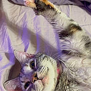 Dutchess joined the competition — help win amazing prizes! cat, paw, bed, fur, stretching, pink_pads, relaxed, cute, whiskers, ears, sleepy, indoor, pet, feline, animal, soft, cozy, closeup, tabby, playful