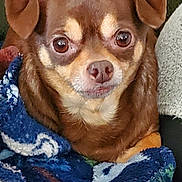 Honeybun is registered to the contest to win money with this photo: animal, blanket, brown_dog, closeup, comfort, couch, cozy, cute, dog, ears, eyes, fur, fuzzy_blanket, indoors, nose, pet, portrait, relaxed, small_dog, snuggled