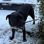 Malki participe au concours pour gagner de l'argent avec cette photo : dog, black_dog, stick, snow, winter, outdoor, animal, playful, pet, nature, grass, bush, frozen, cold, canine, fur, muzzle, mouth, teeth, background_blur
