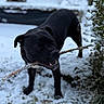 dog, black_dog, stick, snow, winter, outdoor, animal, playful, pet, nature, grass, bush, frozen, cold, canine, fur, muzzle, mouth, teeth, background_blur