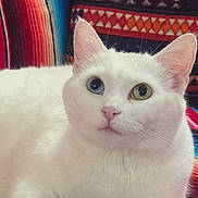 Clover joined the competition — help win amazing prizes! blanket, blue_eye, cat, close_up, colorful_pattern, couch, cozy, ears, feline, geometric_pattern, green_eye, heterochromia, odd_eyes, paw, pet, portrait, sofa, textile, whiskers, white_cat