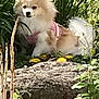 animal, canine, curious, cute, daylight, dog, fluffy, fur, garden, greenery, leaf, nature, outdoor, pet, pink_harness, plants, rock, sitting, small_dog, yellow_flowers