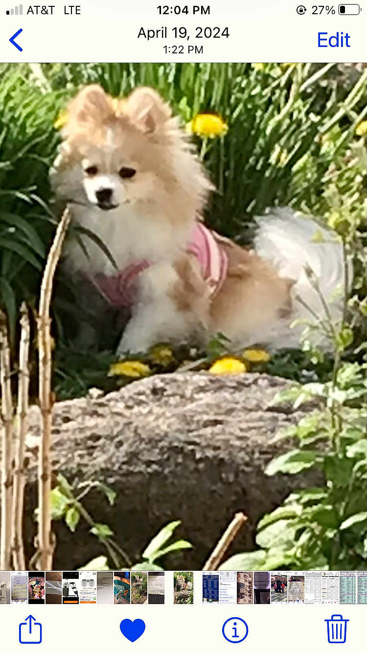 Tweets joined the competition — help win amazing prizes! animal, canine, curious, cute, daylight, dog, fluffy, fur, garden, greenery, leaf, nature, outdoor, pet, pink_harness, plants, rock, sitting, small_dog, yellow_flowers