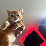 Touhemi a rejoint le concours — aidez-le/la à gagner de superbes lots ! kitten, cat, orange_cat, fur, hand, holding, indoor, pet, cute, animal, young, whiskers, paw, face, eyes, television, red_light, background, fingers, curious