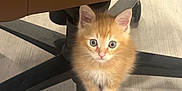 Touhemi a rejoint le concours — aidez-le/la à gagner de superbes lots ! kitten, cat, orange_fur, fluffy, cute, pet, indoor, chair, floor, wood_floor, looking_up, small, young, animal, feline, domestic, curious, adorable, sitting, office_chair