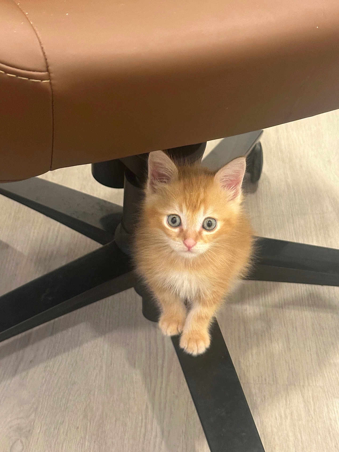 Touhemi a rejoint le concours — aidez-le/la à gagner de superbes lots ! kitten, cat, orange_fur, fluffy, cute, pet, indoor, chair, floor, wood_floor, looking_up, small, young, animal, feline, domestic, curious, adorable, sitting, office_chair